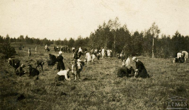 Jaučakių kaime mokiniai sodina pušaites. 1936 metai